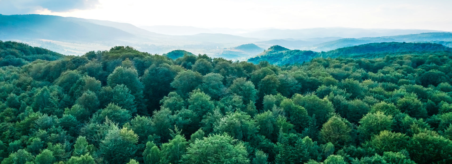 Birdseye view forest